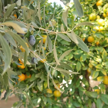 Bungalow With Fruit Garden Close To The Beach * Pyla
